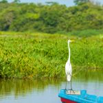 El Llanito - Barrancabermeja - Colombia